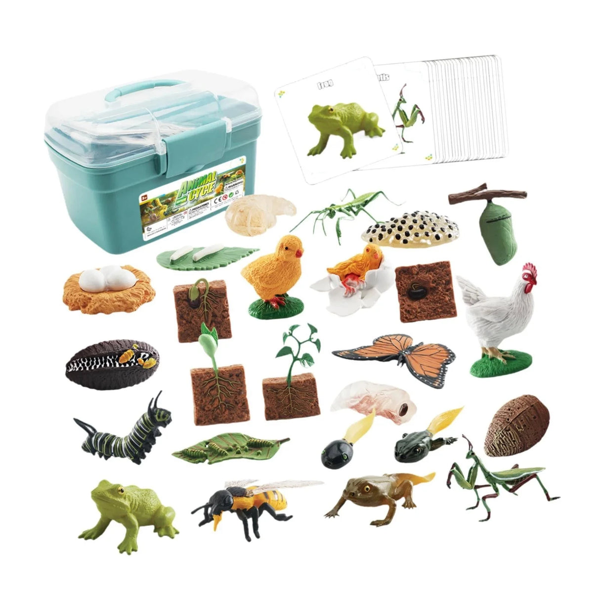 Animal Growth Cycle Science Kit - Kid's Stuff Superstore