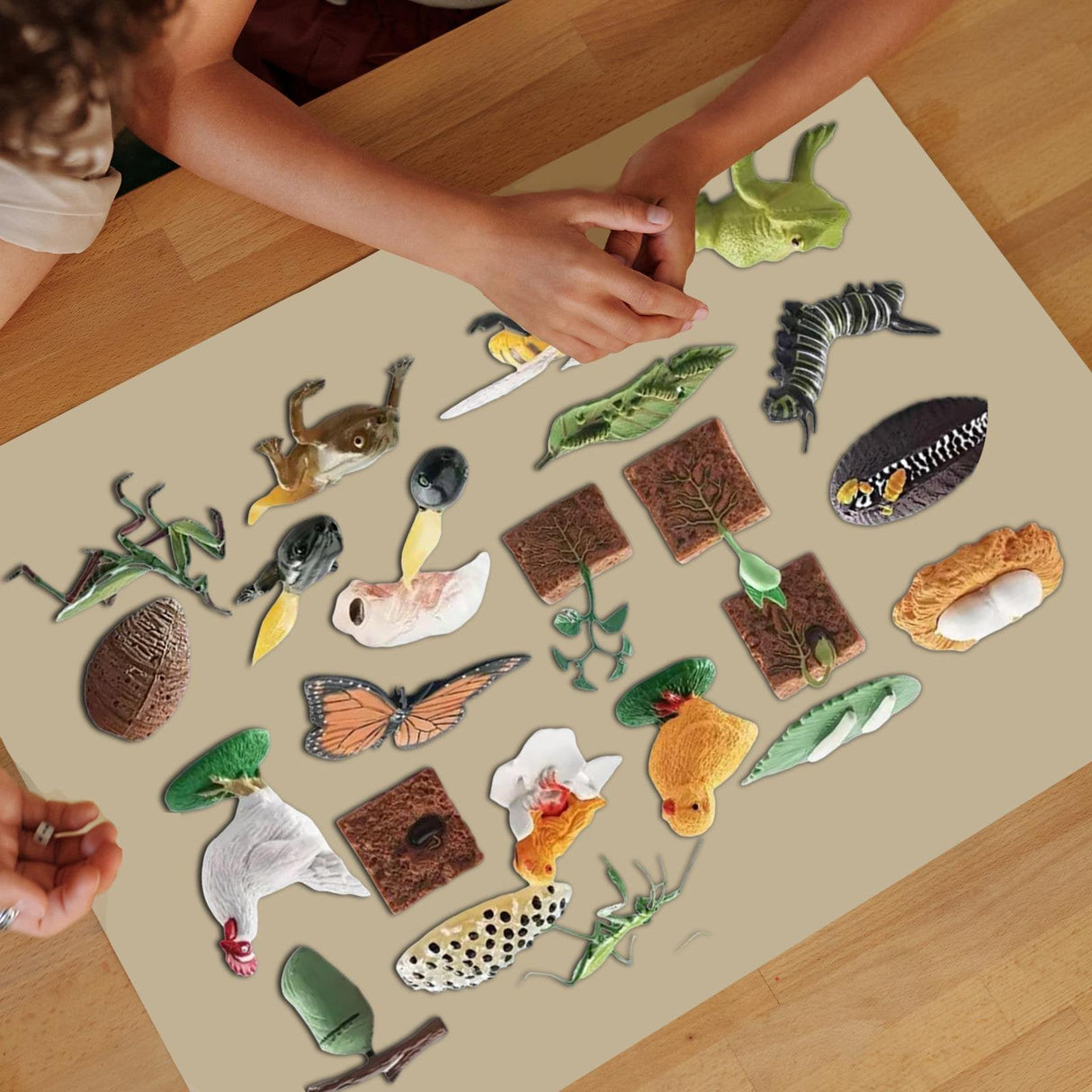 Animal Growth Cycle Science Kit - Kid's Stuff Superstore