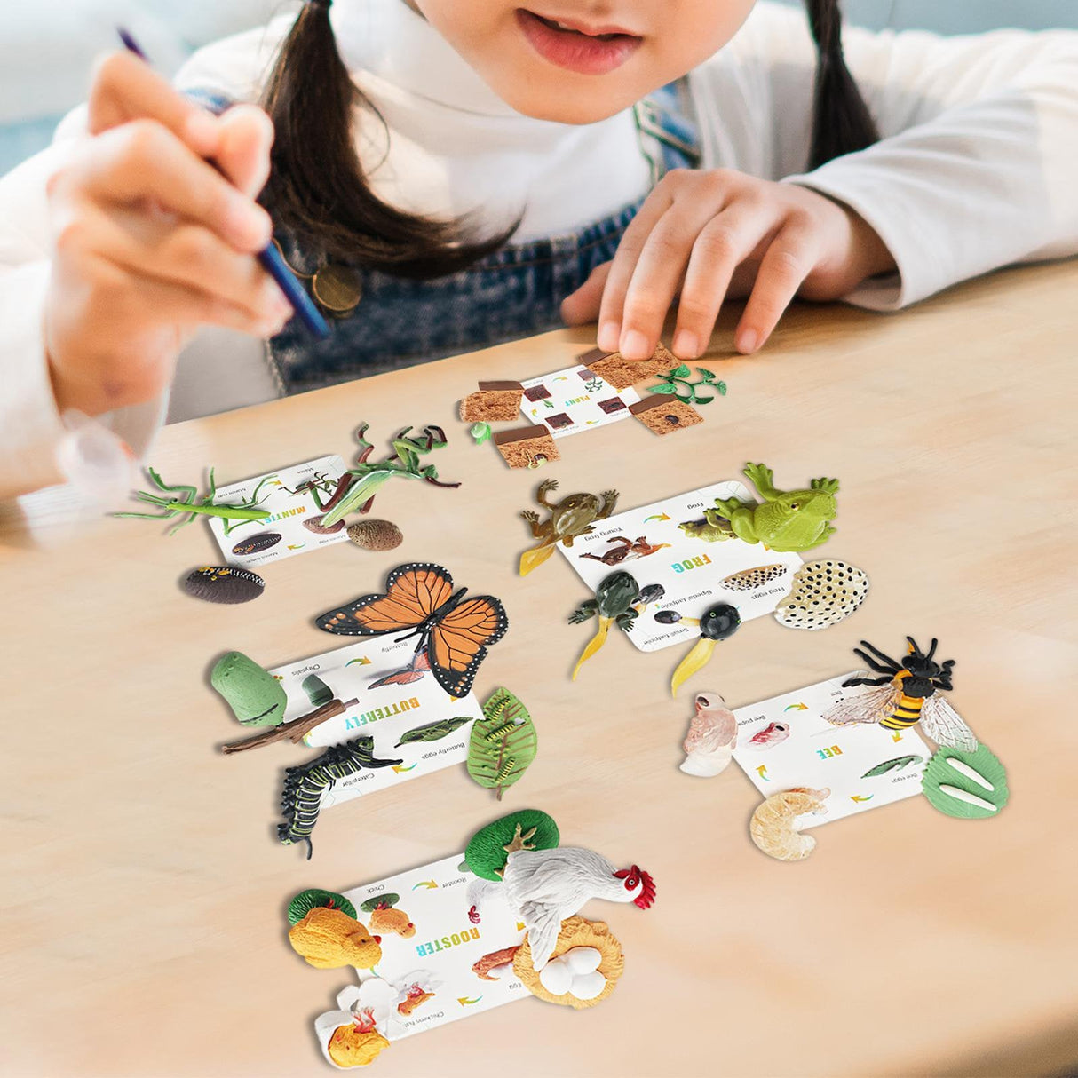 Animal Growth Cycle Science Kit - Kid's Stuff Superstore