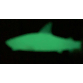 Shark Fossils - Kid's Stuff Superstore